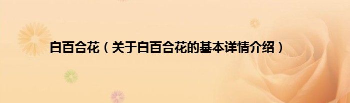 白百合花（关于白百合花的基本详情介绍）