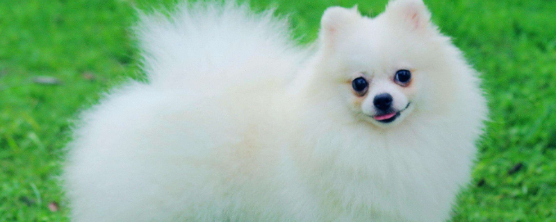 一只狗叫普洱另一只狗叫什么