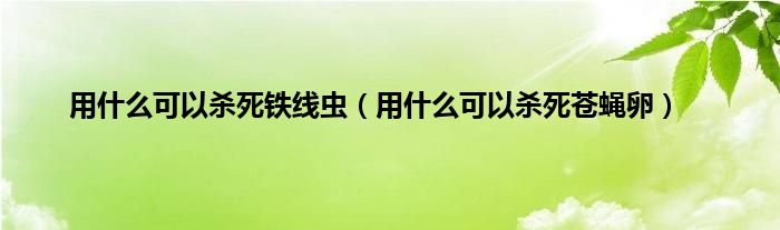 用什么可以杀死铁线虫（用什么可以杀死苍蝇卵）