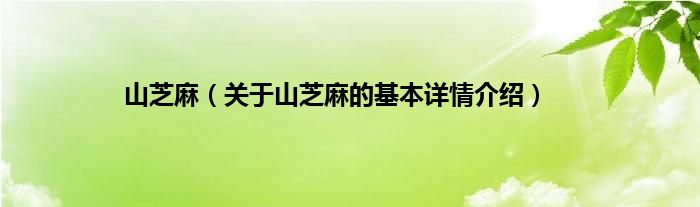 山芝麻（关于山芝麻的基本详情介绍）