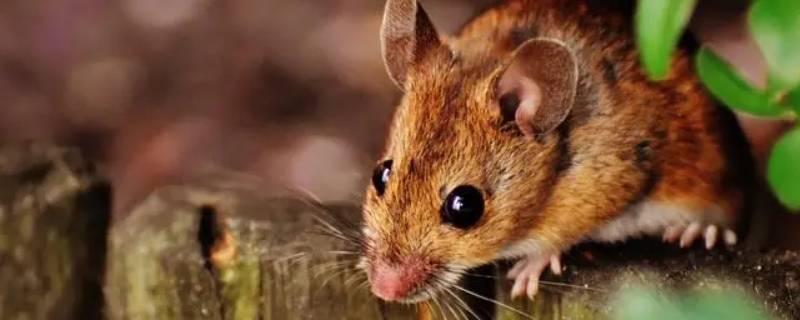 朋党之争是什么生肖动物