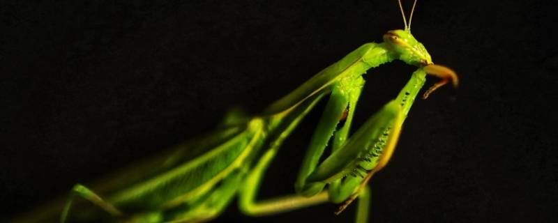 螳螂手臂有点别扭下次蜕皮能好吗